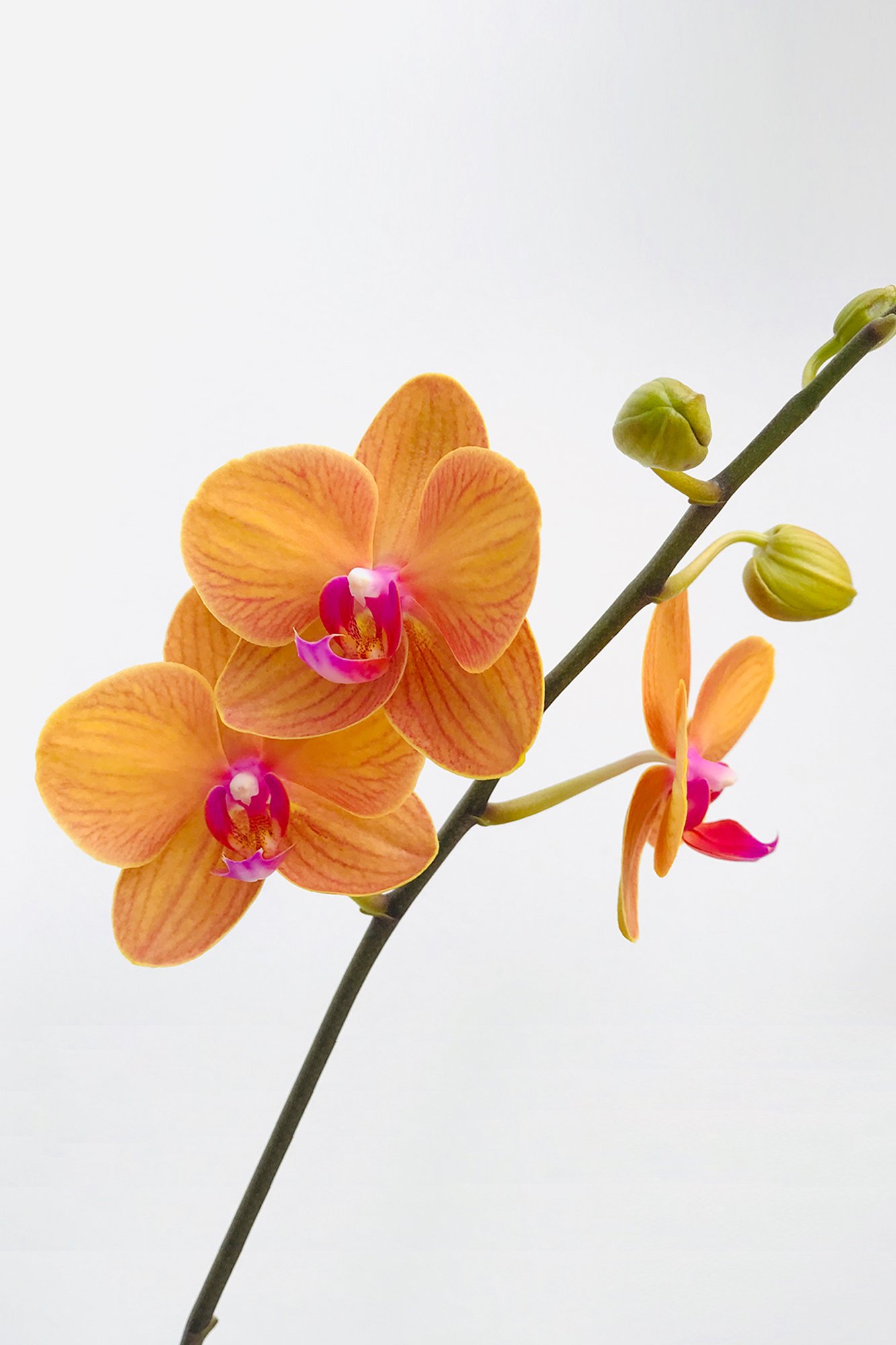 orquidea-ussusi-Alba