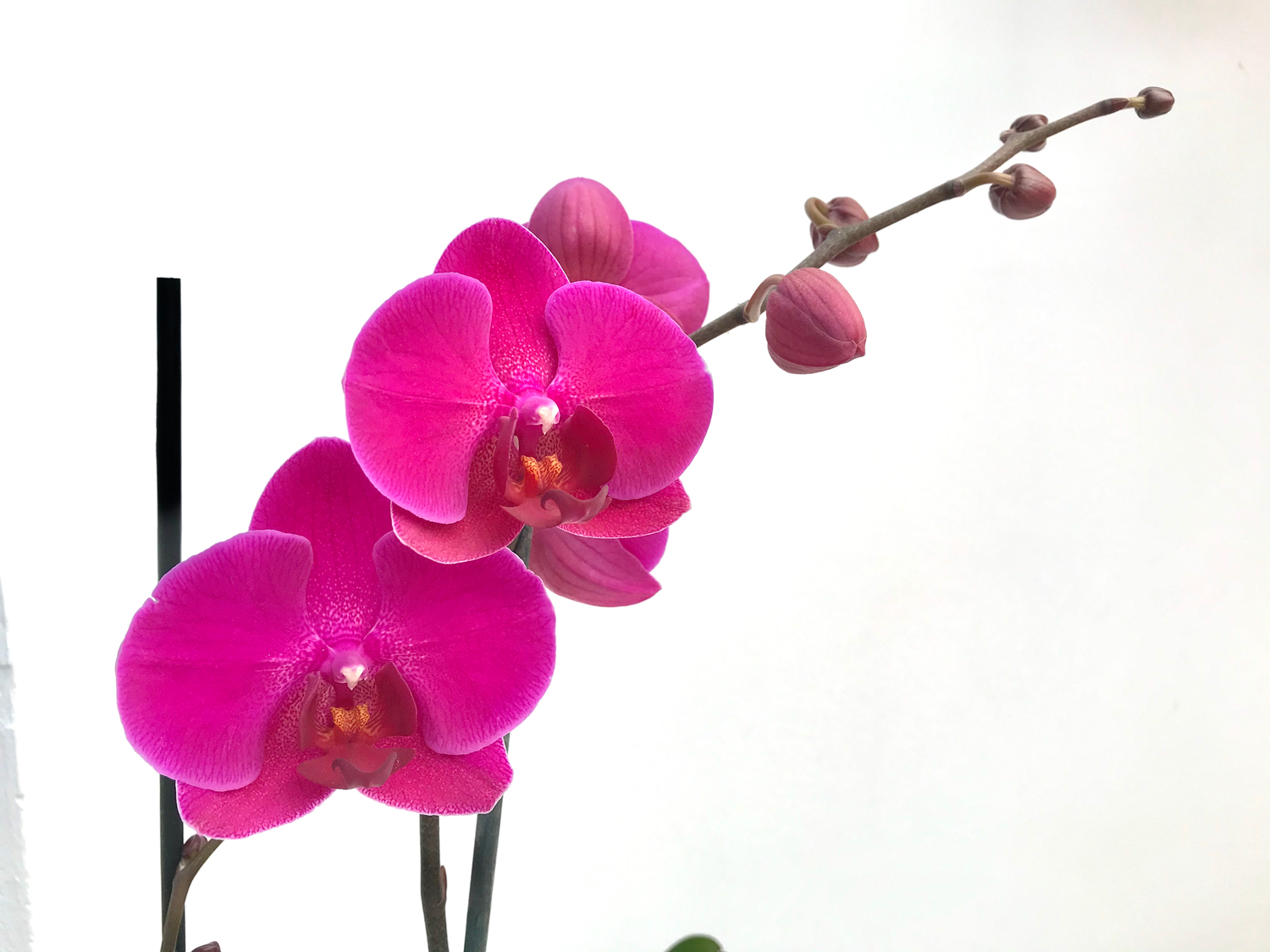 orquidea morada lily